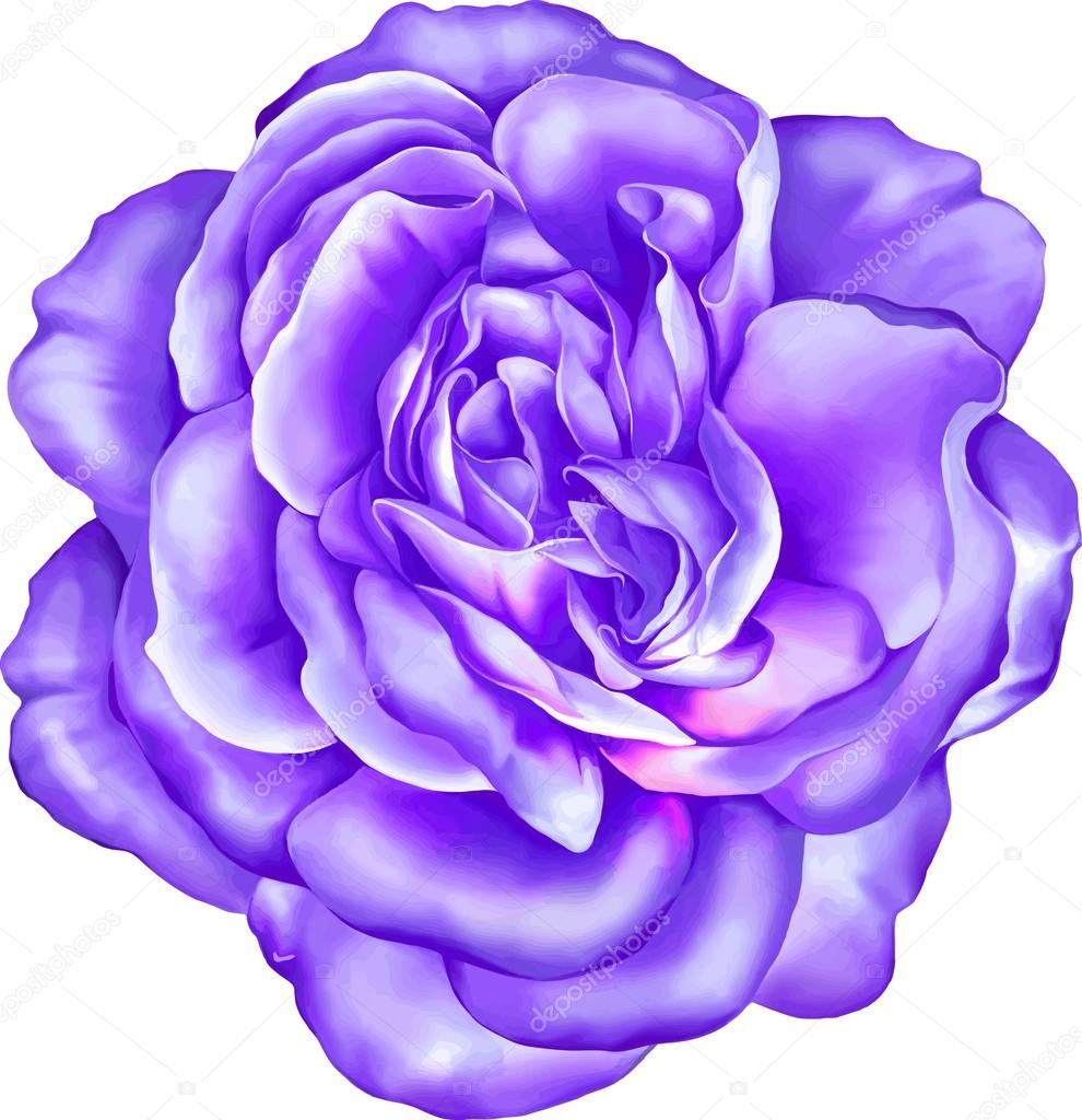 Violet Rose Flower Vector Image By C Artnature Vector Stock Violet Rose Flower Vector Image By C Artnature Vector Stock