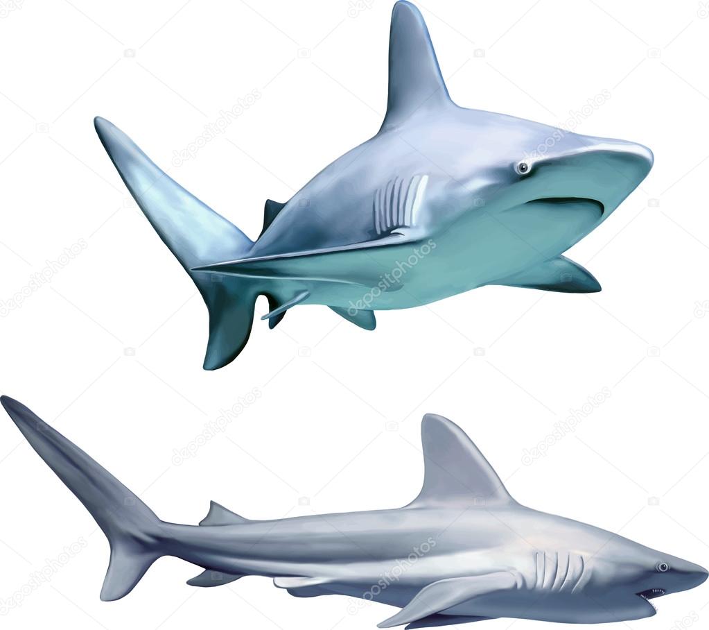 large grey reef sharks