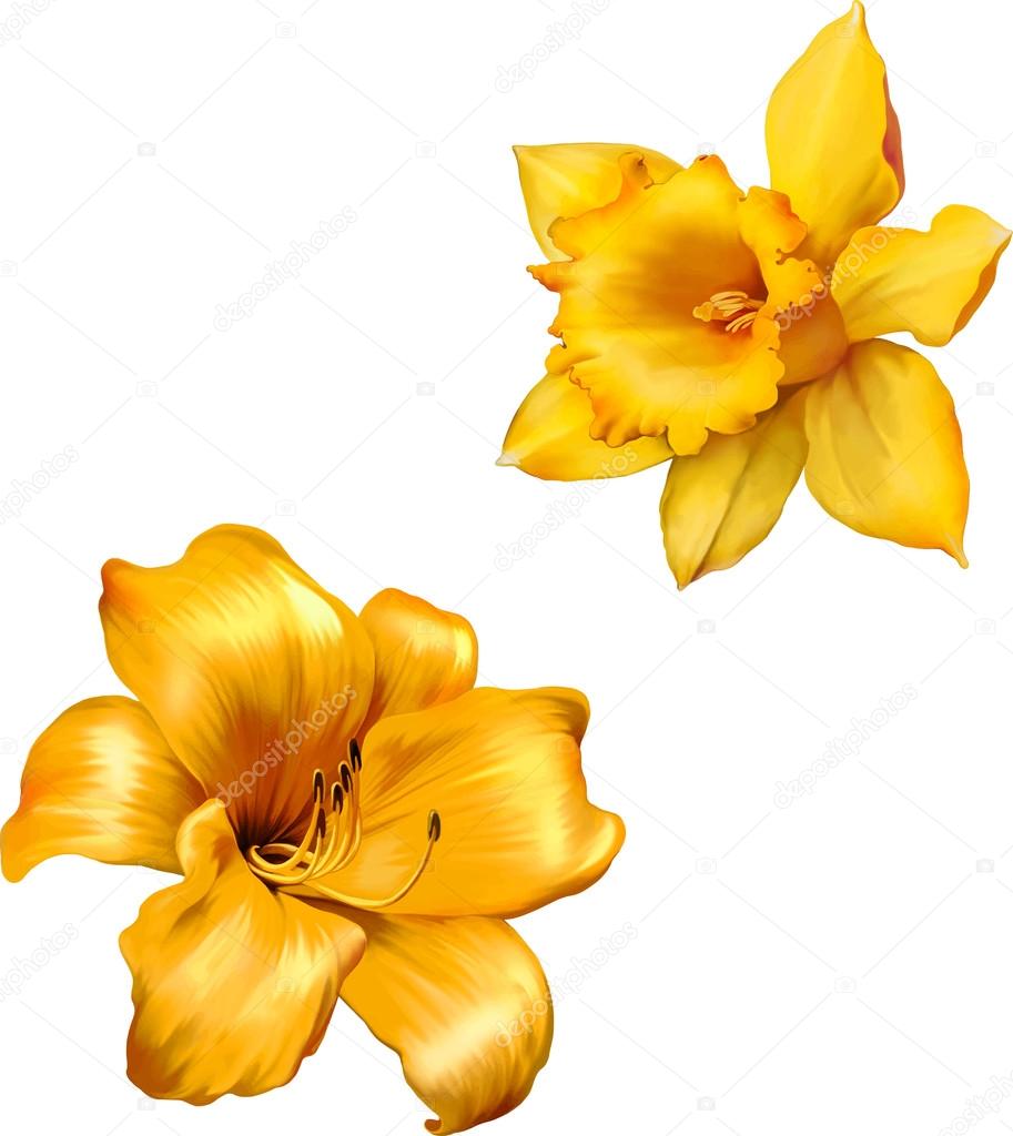 Yellow lily and  Daffodil flowers