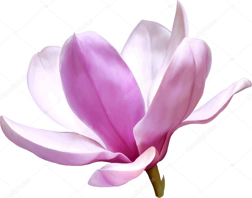 Pink  magnolia flower
