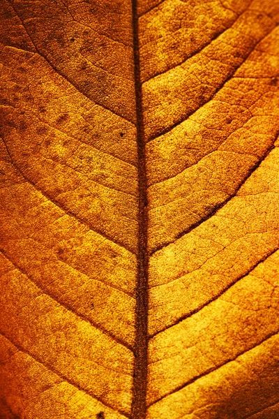 Höstens magnolia blad — Stockfoto