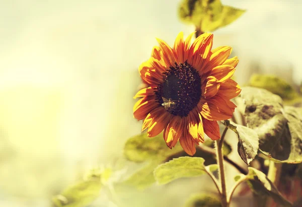 Parlak sarı ayçiçeği ve güneş — Stok fotoğraf