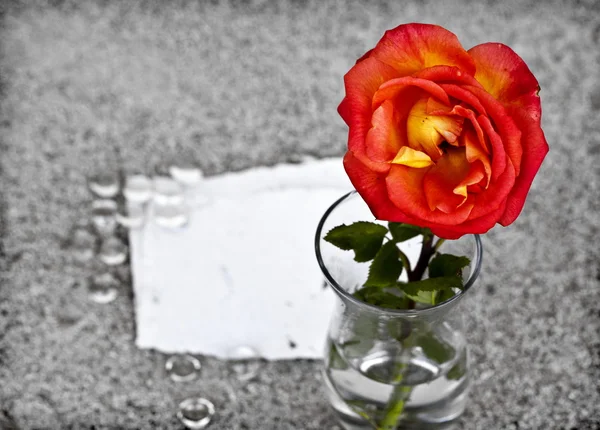 Rose rouge dans un vase sur sable — Photo