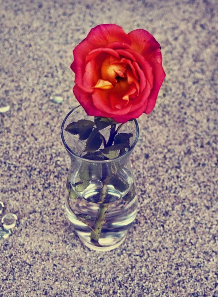 Rosa roja en jarrón sobre arena —  Fotos de Stock