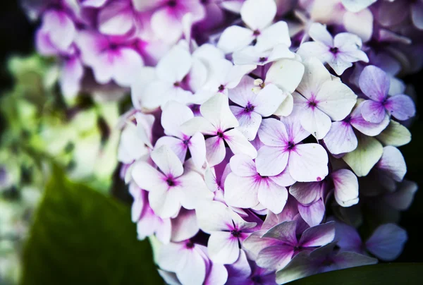 Little beautiful pink flowers — Stock Photo, Image