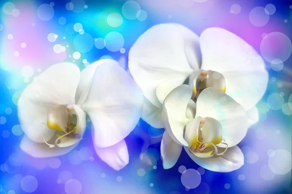 White orchid   background — Stock Photo, Image