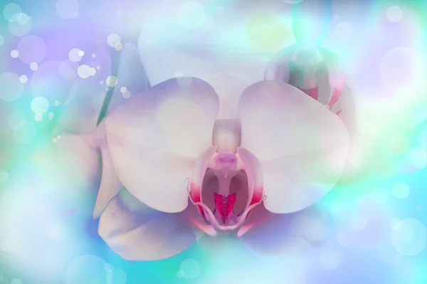 White orchid   background — Stock Photo, Image