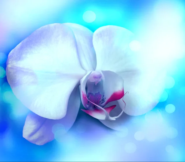 Bílá orchidej pozadí — Stock fotografie