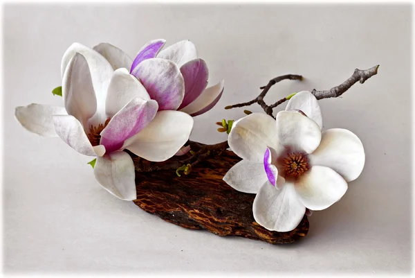 Fond printanier avec des fleurs de magnolia — Photo