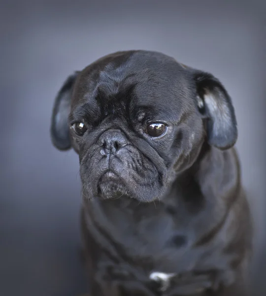 Preto bonito masculino pug — Fotografia de Stock