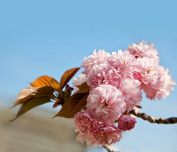 Beautiful cherry tree flowers — Stock Photo, Image