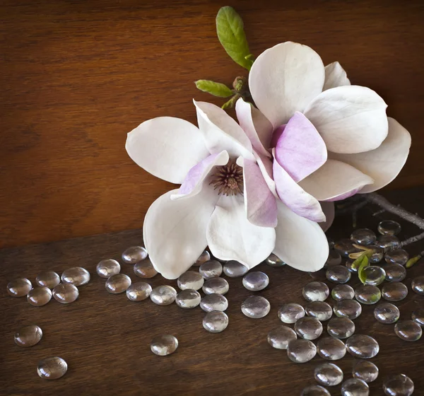 Fondo de primavera con flores de magnolia — Foto de Stock