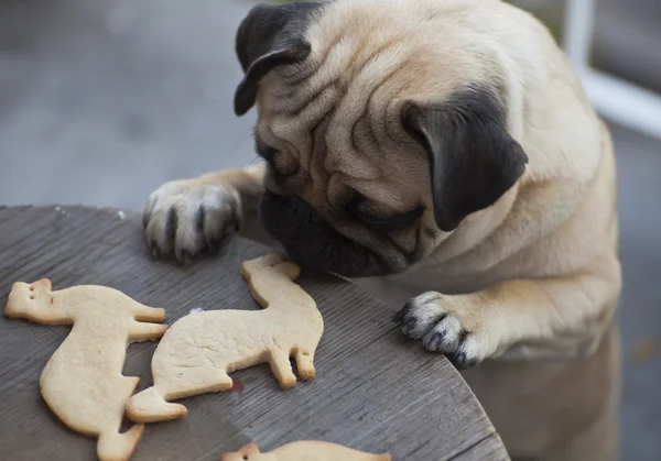 tanımlama bilgileri ile erkek Pug köpek yavrusu