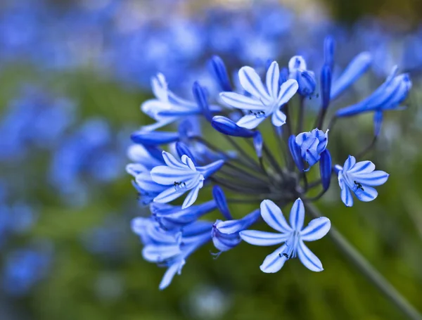 Lirio africano, flores azules con sol. Fondo floral con —  Fotos de Stock