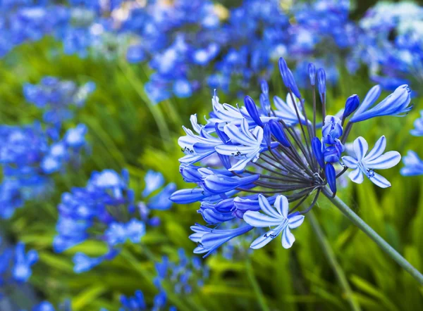 Lírio Africano Flores azuis — Fotografia de Stock