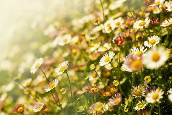 Feld der Kamillenblüten — Stockfoto