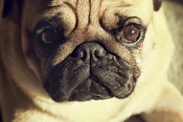 Lindo perrito cachorro — Foto de Stock