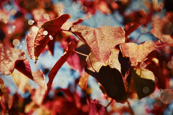 Red leaves of  cherry tree — Stock Photo, Image