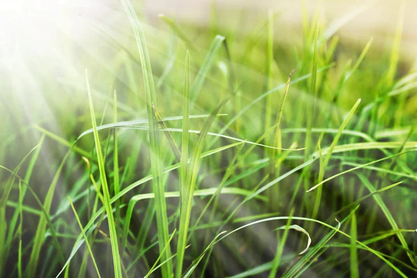 Gras mit Wassertropfen — Stockfoto