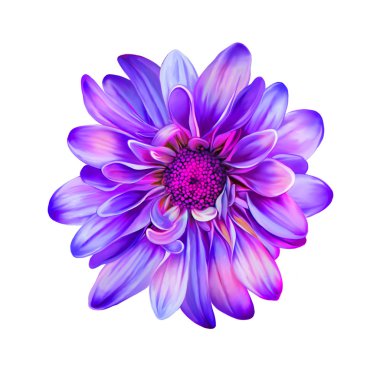 Mor pembe Mona Lisa çiçek