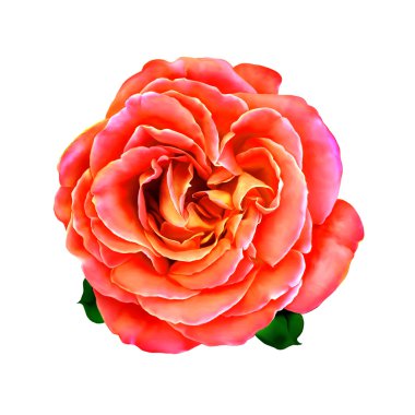 Yeşil yapraklı pembe gül.