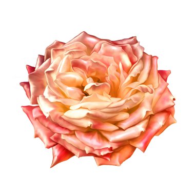 kırmızı gül çiçek