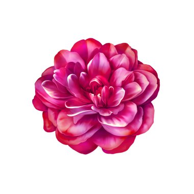 Rose kamelya çiçeği