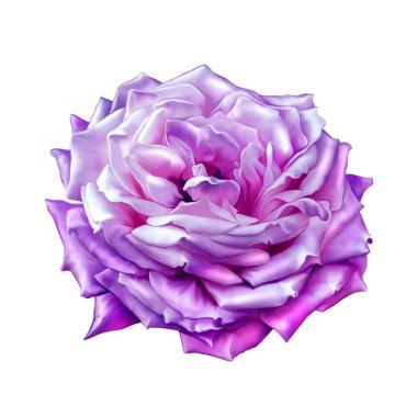 pembe gül çiçeği