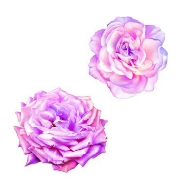 Pembe kırmızı gül çiçekler