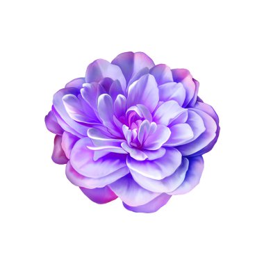 Rose kamelya çiçeği