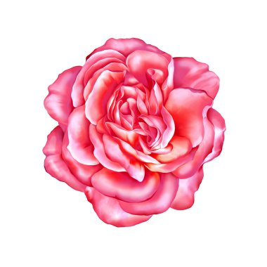 Pembe kırmızı gül çiçek