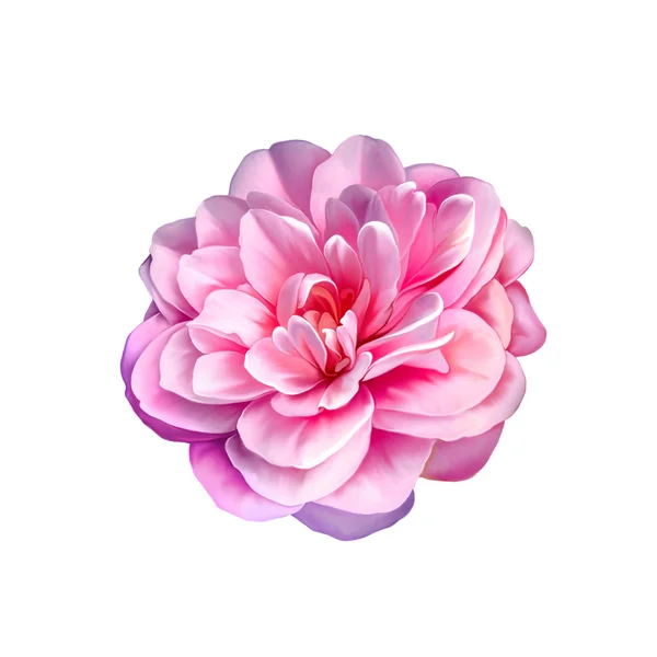 Rose Camellia bloem — Stockfoto