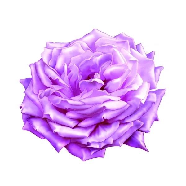 Rosa púrpura flor — Foto de Stock