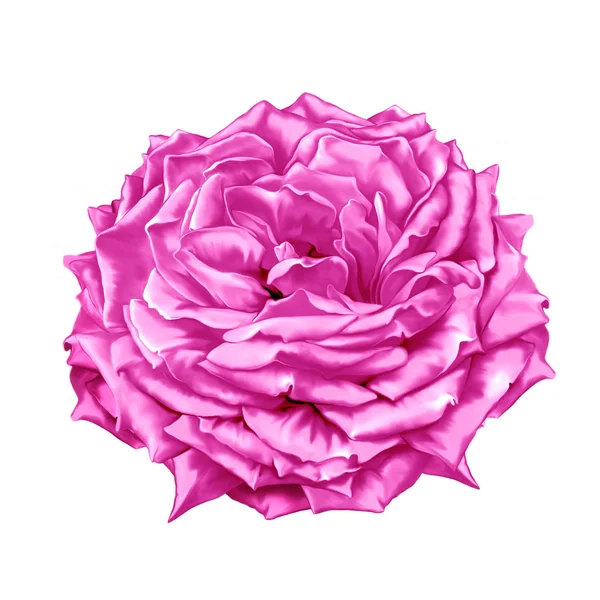 Rosa flor de rosa roja — Foto de Stock