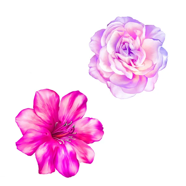 गुलाबी गुलाब फुले — स्टॉक फोटो, इमेज