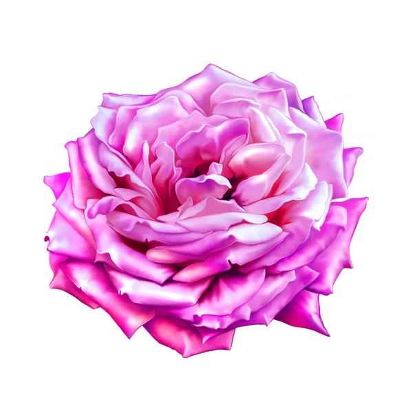 Rosa rosa flor — Foto de Stock