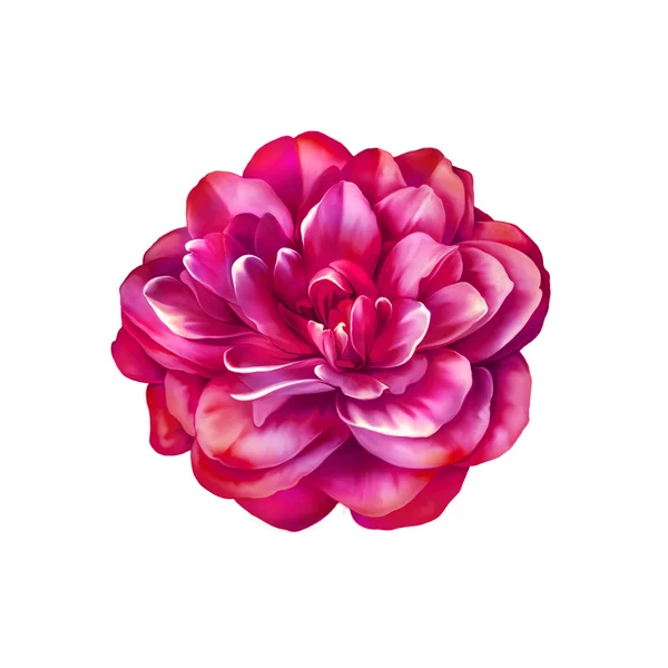 Rosa flor de Camelia — Foto de Stock