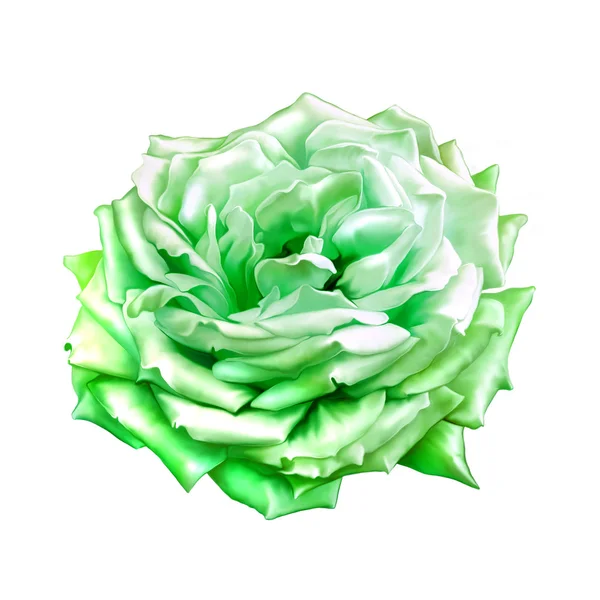 Grüne Rosenblüte — Stockfoto