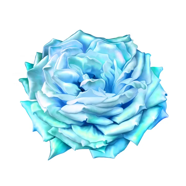 Blue Rose Flower — Stock Photo, Image