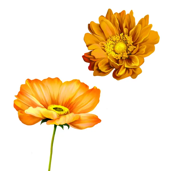Апельсиновый мак и герберные цветы — стоковое фото