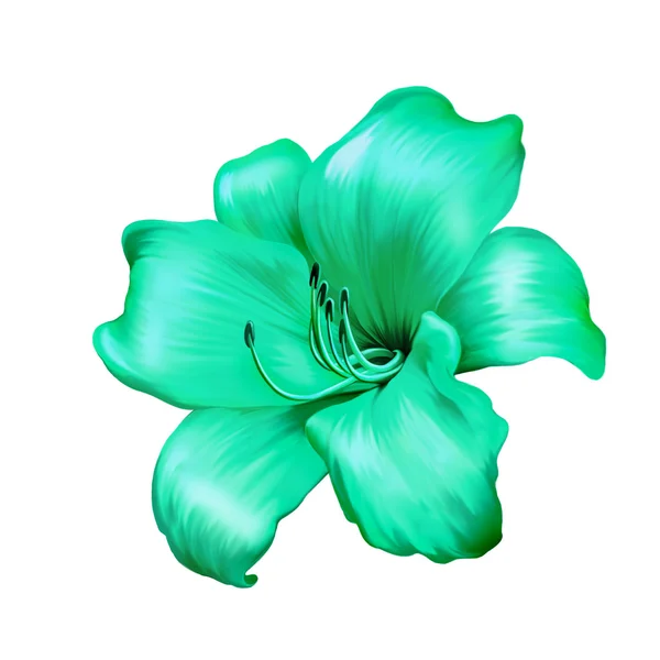 Zelený lily květina — Stock fotografie