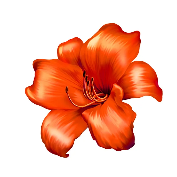 Κόκκινο λουλούδι κρίνου — Φωτογραφία Αρχείου