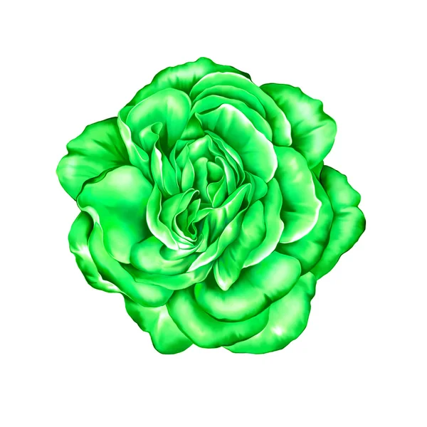 绿色玫瑰花朵 — 图库照片