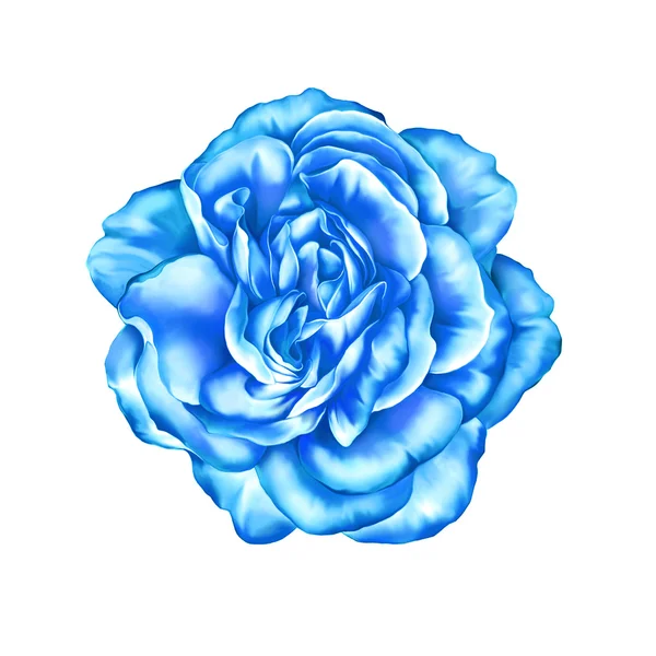 蓝玫瑰花 — 图库照片