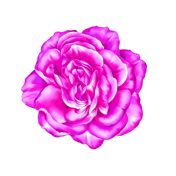 Rosa Rosenblüte — Stockfoto