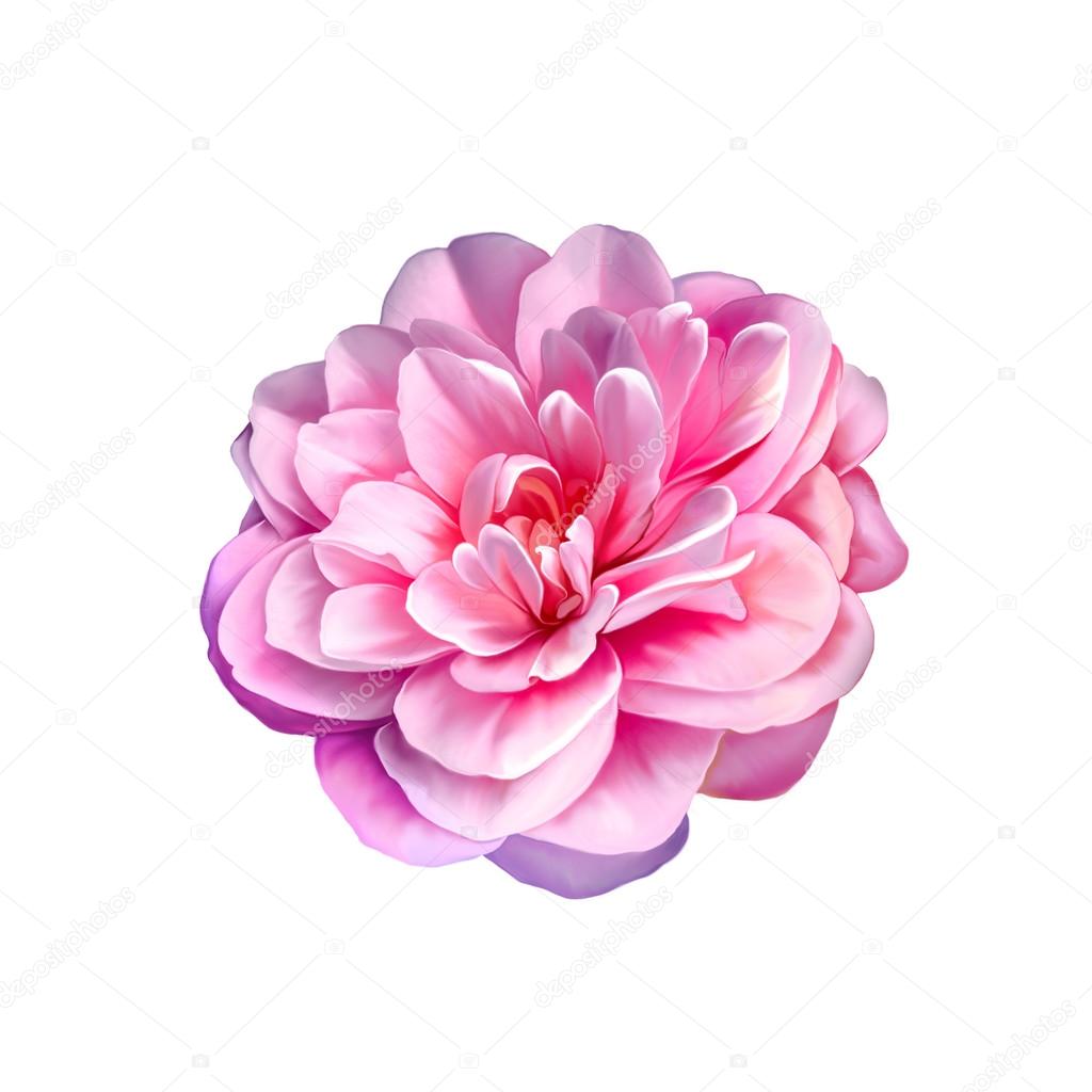 Rose Camellia Flower