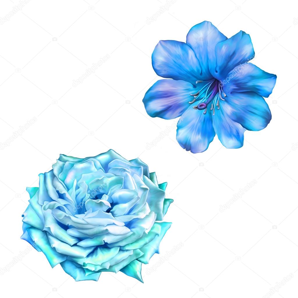 Blue  Camellia Rose Flowers