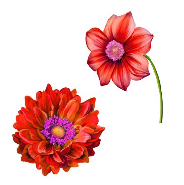 Dahlia ve mona lisa çiçekler