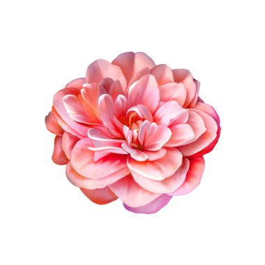 Rose kamelya çiçeği