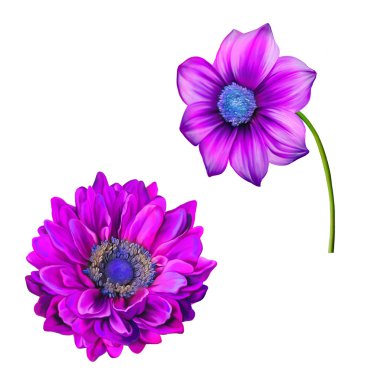 Dahlia ve mona lisa çiçekler